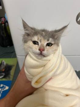 Rescue Domestic Long Hair Cats for Adoption in Fruit Heights, Utah - Jenica | PetCurious