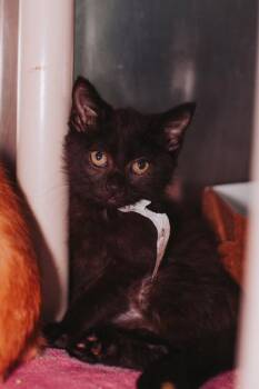 93102A Shay -  Domestic Short Hair Cat for Adoption in North Charleston, South Carolina - 93102A Shay | PetCurious