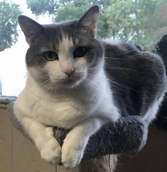 AC Bert -  Domestic Short Hair Cat Available for Adoption in Fremont, Nebraska - AC Bert | PetCurious