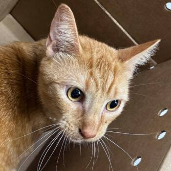 Catnip -  Domestic Short Hair Cat for Adoption in Newark, New Jersey - Catnip | PetCurious