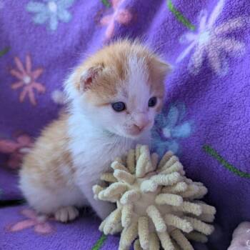 Buoy -  Domestic Short Hair Cat Available for Adoption in Pacific Grove, California - Buoy | PetCurious