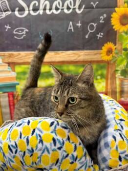 Winnie -  Domestic Short Hair Cat for Adoption in Statesboro, Georgia - Winnie | PetCurious