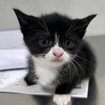 Jan -  Domestic Short Hair Cat for Adoption in Tampa, Florida - Jan | PetCurious