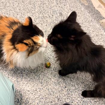 Marley -  Domestic Long Hair Cat for Adoption in Great Falls, Montana - Marley | PetCurious