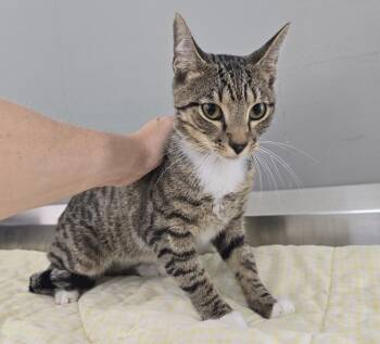 Saint -  Domestic Short Hair Cat for Adoption in Dickson, Tennessee - Saint | PetCurious