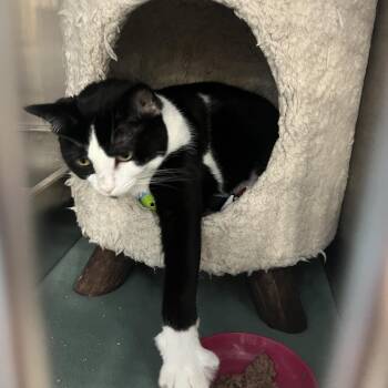 Rescue Tuxedo and Domestic Short Hair Cats for Adoption in Roachdale, Indiana - Yin | PetCurious
