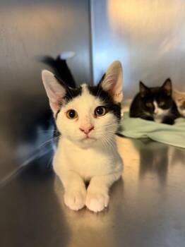 Huey -  Domestic Short Hair Cat for Adoption in Port Jervis, New York - Huey | PetCurious