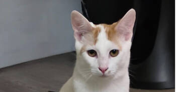 Rescue Turkish Van and Domestic Short Hair Cats for Adoption in Cary, North Carolina - Big Money | PetCurious