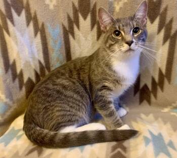Rescue Domestic Short Hair Cats for Adoption in San Jose, California - Jerry | PetCurious