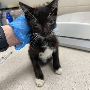 Rescue Domestic Short Hair Cats for Adoption in Bastrop, Texas - Popsicle 25-09-092 | PetCurious