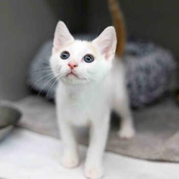 Meenie -  Domestic Short Hair Cat for Adoption in Atlanta, Georgia - Meenie | PetCurious