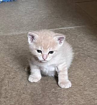 American Shorthair and Domestic Short Hair Cats Available for Adoption - David | PetCurious