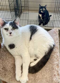 Aria -  Domestic Short Hair Cat for Adoption in Lacon, Illinois - Aria | PetCurious