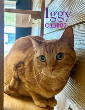 Domestic Short Hair Cats Available for Adoption - Iggy | PetCurious