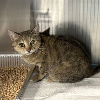 GINGER -  Domestic Short Hair Cat for Adoption in Greensboro, North Carolina - GINGER | PetCurious