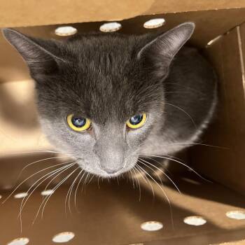 Mr. Grey -  Domestic Short Hair Cat for Adoption in Tampa, Florida - Mr. Grey | PetCurious