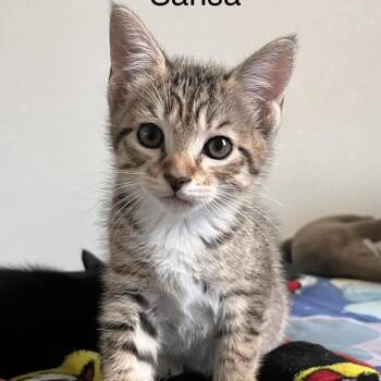Sansa -  Domestic Short Hair Cat for Adoption in Port Charlotte, Florida - Sansa | PetCurious