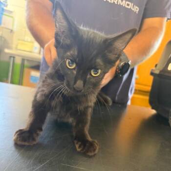 Martin -  Domestic Short Hair Cat for Adoption in Ponca City, Oklahoma - Martin | PetCurious