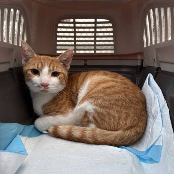 Rescue Domestic Short Hair Cats for Adoption in Long Beach, California - Frito | PetCurious