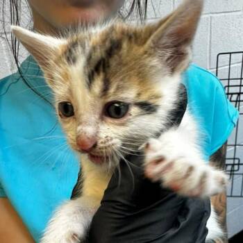 Zebra Cake -  Domestic Short Hair Cat for Adoption in Gadsden, Alabama - Zebra Cake | PetCurious