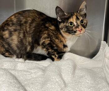 Domestic Short Hair Cats Available for Adoption in Labelle, Florida - Calico | PetCurious