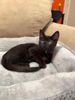 Gretchen Wieners -  Domestic Short Hair Cat for Adoption in Portland, Oregon - Gretchen Wieners | PetCurious