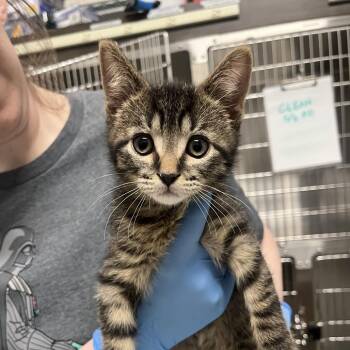 Domestic Short Hair Cats Available for Adoption in Oak Brook, Illinois - Lincoln | PetCurious