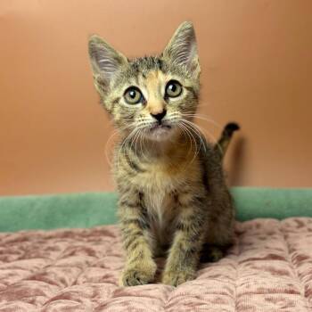 Kat -  Domestic Short Hair Cat for Adoption in San Antonio, Texas - Kat | PetCurious