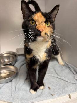 Domestic Short Hair Cats Available for Adoption in Columbia, South Carolina - Cindy Clawford | PetCurious