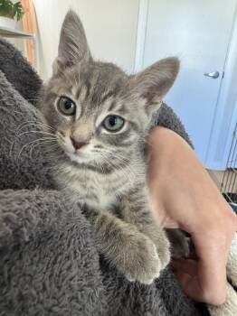 Rescue Domestic Short Hair and Tabby Cats for Adoption in Los Angeles, California - Fergus | PetCurious