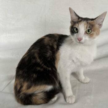 Domestic Short Hair Cats Available for Adoption in Johnson City, Tennessee - Marigold | PetCurious