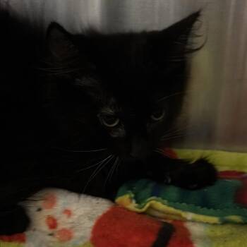 Dorothy -  Domestic Long Hair Cat for Adoption in Kanab, Utah - Dorothy | PetCurious