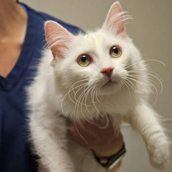 Snowball -  Domestic Medium Hair Cat for Adoption in Oakland, California - Snowball | PetCurious