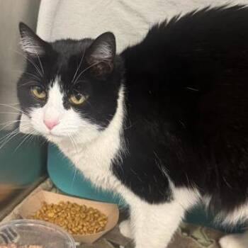 Domestic Short Hair Cats Available for Adoption - Cinderella Kat | PetCurious