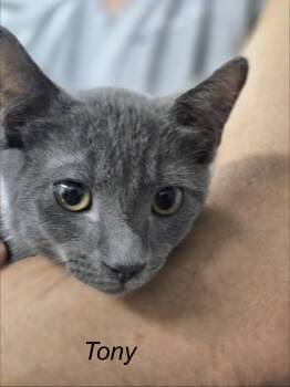 Tony -  Domestic Short Hair Cat for Adoption in Seven Valleys, Pennsylvania - Tony | PetCurious