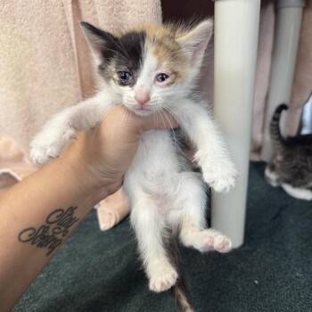 Domestic Short Hair Cats Available for Adoption - POSIE | PetCurious