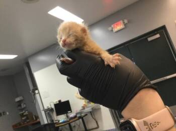 Domestic Short Hair Cats Available for Adoption in Thousand Palms, California - A1911179 | PetCurious