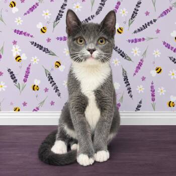 Flint -  Domestic Short Hair Cat for Adoption in Morganton, North Carolina - Flint | PetCurious
