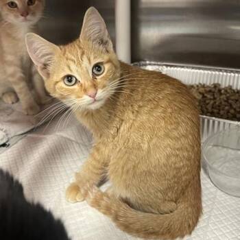Rescue Domestic Short Hair Cats for Adoption in Salt Lake City, Utah - Montesilvano | PetCurious