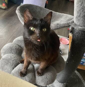 Domestic Short Hair Cats Available for Adoption in Lake Orion, Michigan - Gummybear (Otter) | PetCurious