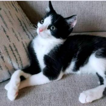 Apollo -  Domestic Long Hair Cat for Adoption in Pittsburgh, Pennsylvania - Apollo | PetCurious