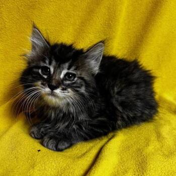 Maine Coon and Domestic Medium Hair Cats Available for Adoption in Waterloo, Iowa - Ronald | PetCurious