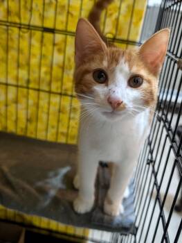 Calamari -  Domestic Short Hair Cat for Adoption in Rocky Ridge, Maryland - Calamari | PetCurious