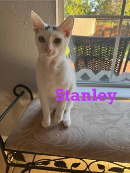 Rescue Turkish Van Cats for Adoption - Stanley | PetCurious