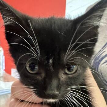 Domestic Short Hair Cats Available for Adoption in Park City, Utah - Ginger | PetCurious