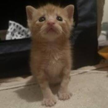 Xtreme Zoomies 5 -  Domestic Short Hair Cat for Adoption in Austin, Texas - Xtreme Zoomies 5 | PetCurious
