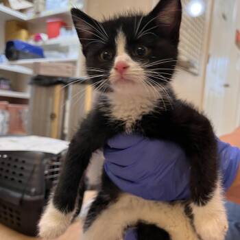Pollen -  Domestic Short Hair Cat for Adoption in Kanab, Utah - Pollen | PetCurious