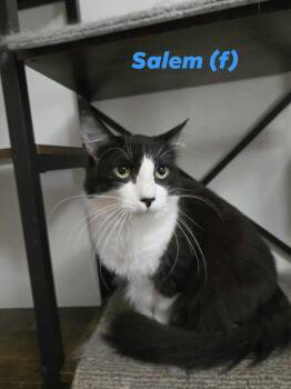 Rescue Domestic Long Hair Cats for Adoption in Clayton, California - Salem | PetCurious