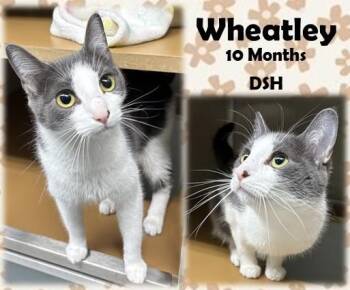 Wheatley -  Domestic Short Hair Cat for Adoption in Franklin, Indiana - Wheatley | PetCurious