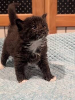 Tac -  Domestic Medium Hair Cat for Adoption in Syracuse, Indiana - Tac | PetCurious